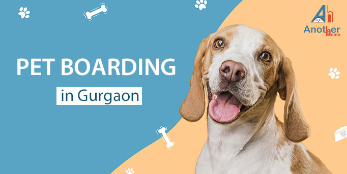 Best Top Services Pet Boarding in Gurgaon
