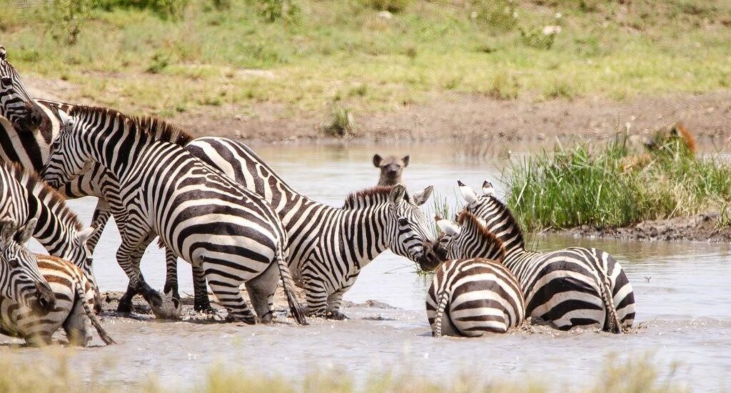 best African safari tours