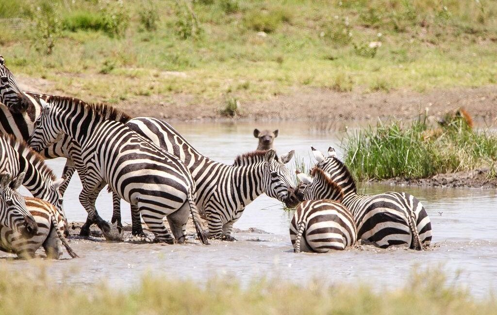 best African safari tours