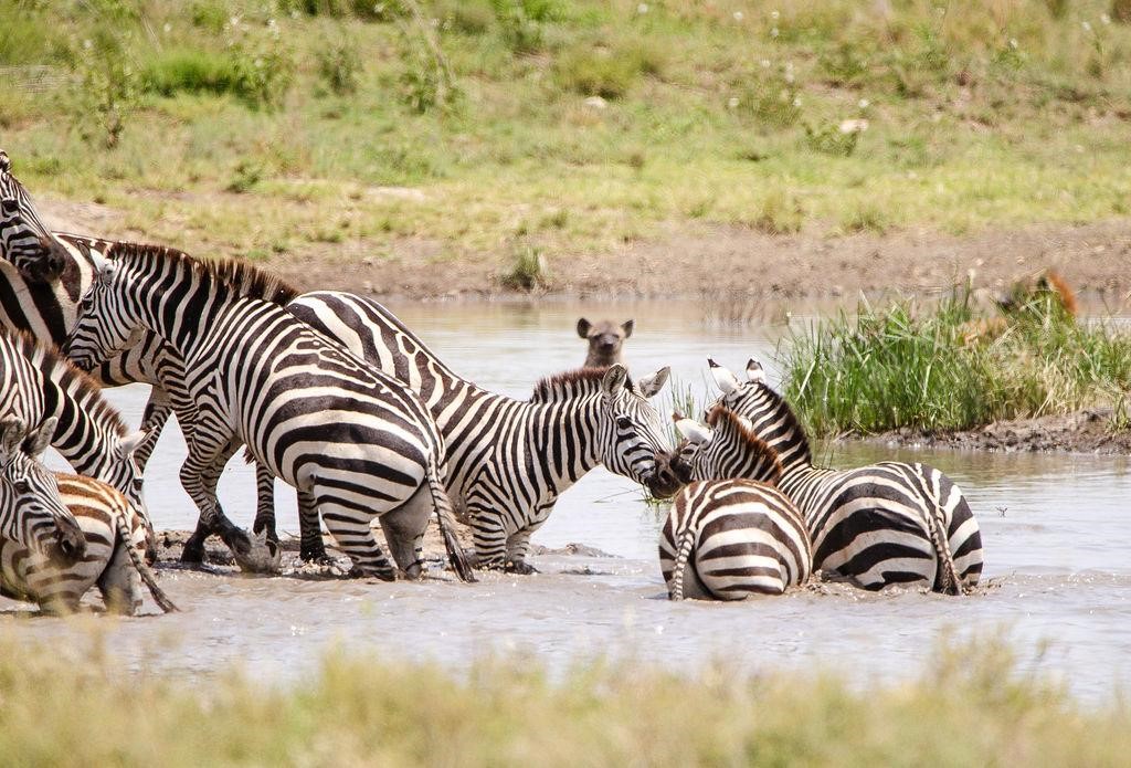best African safari tours