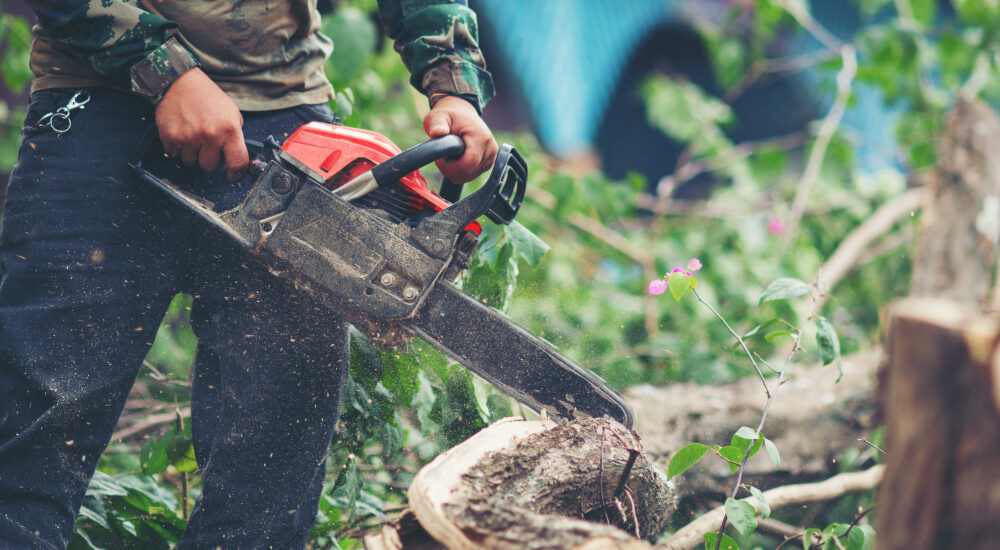 Tree Removal