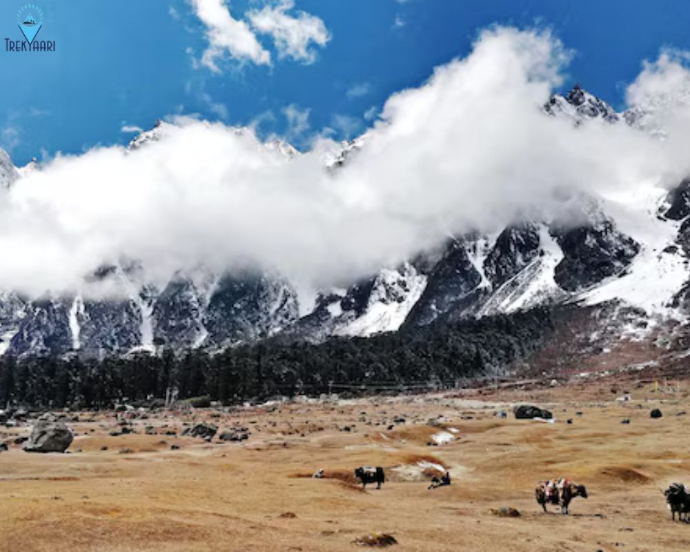 Chopta Chandrashila trek