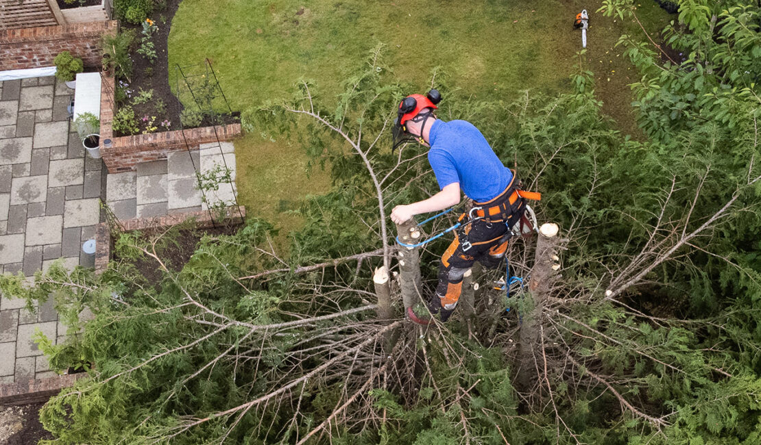 Middlesbrough tree surgeon