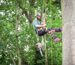 tree surgeon in Northampton