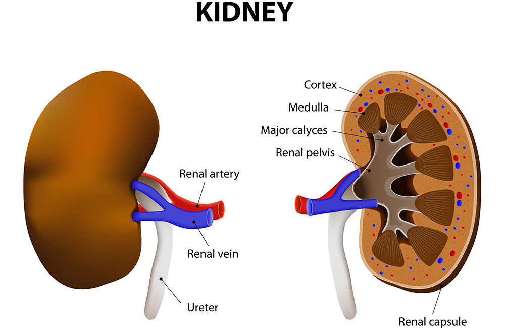 Types Of Natural Remedies; Effective For Kidney Disease