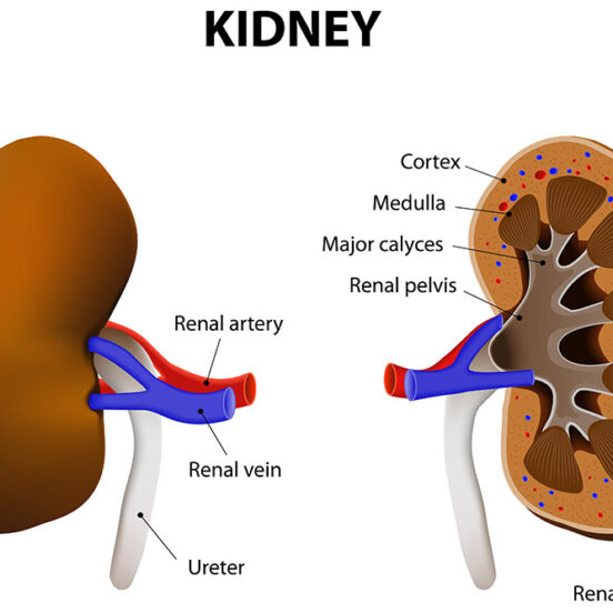 Types Of Natural Remedies; Effective For Kidney Disease