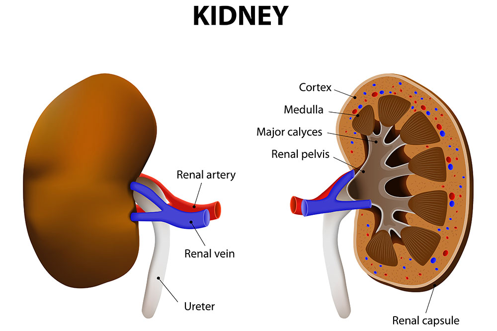 Types Of Natural Remedies; Effective For Kidney Disease