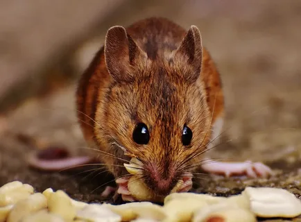 mice control indianapolis