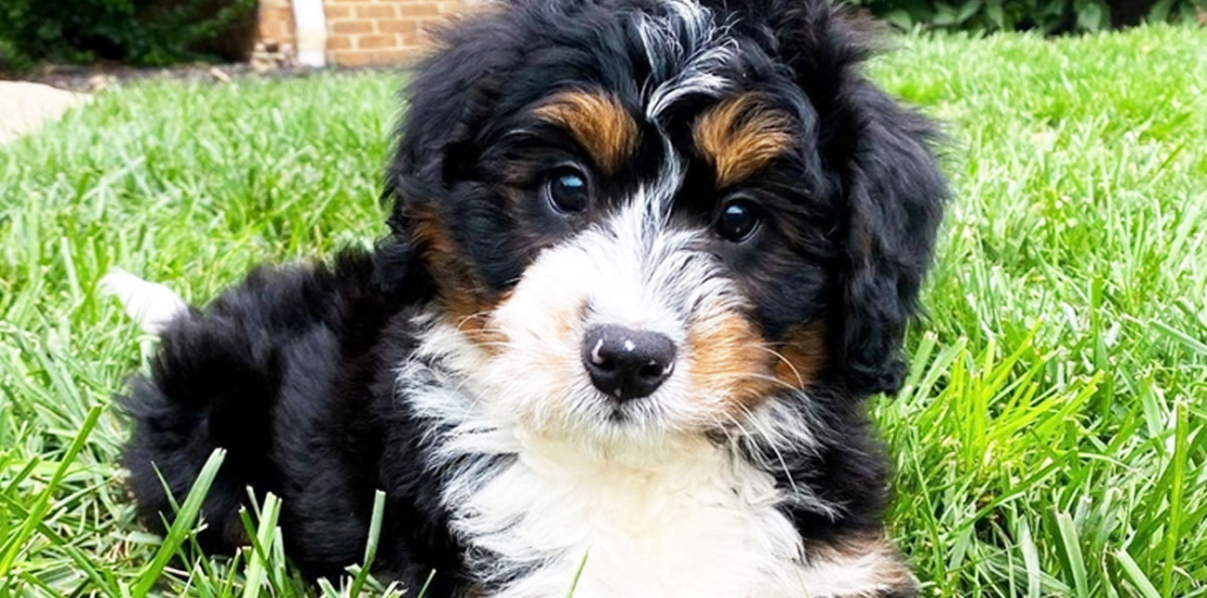 Mini Bernedoodle