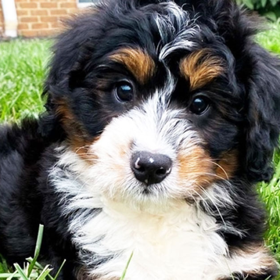 Mini Bernedoodle