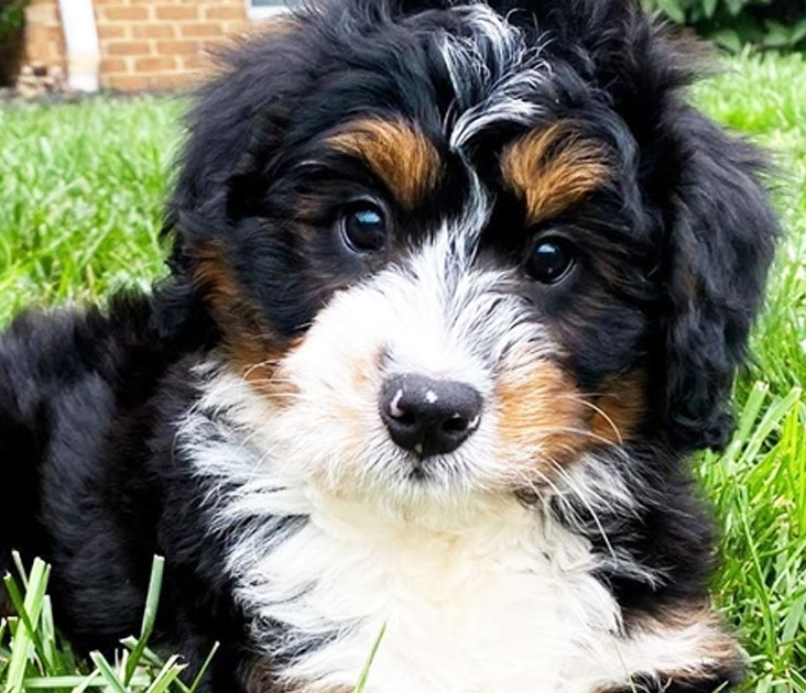 Mini Bernedoodle