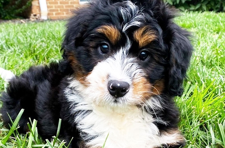 Mini Bernedoodle