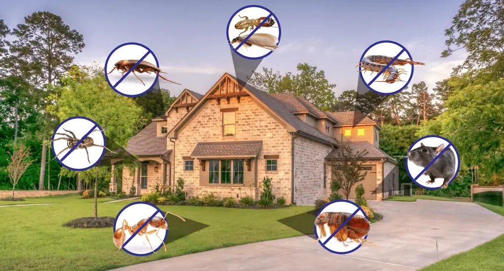 Pest Control and Guide to Bed Bug Treatment