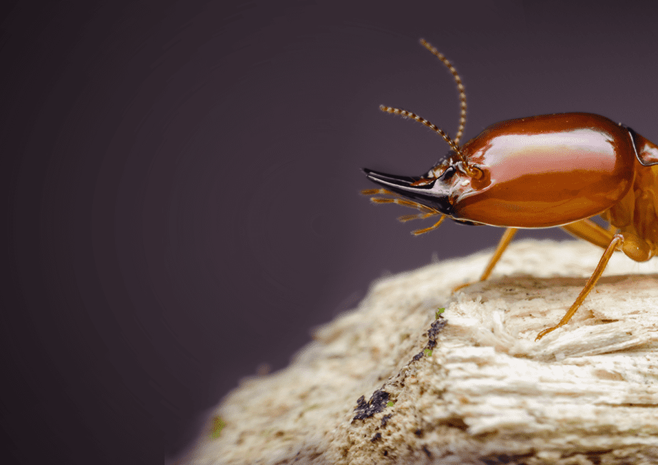 pest control in Lahore and effective termite control solutions