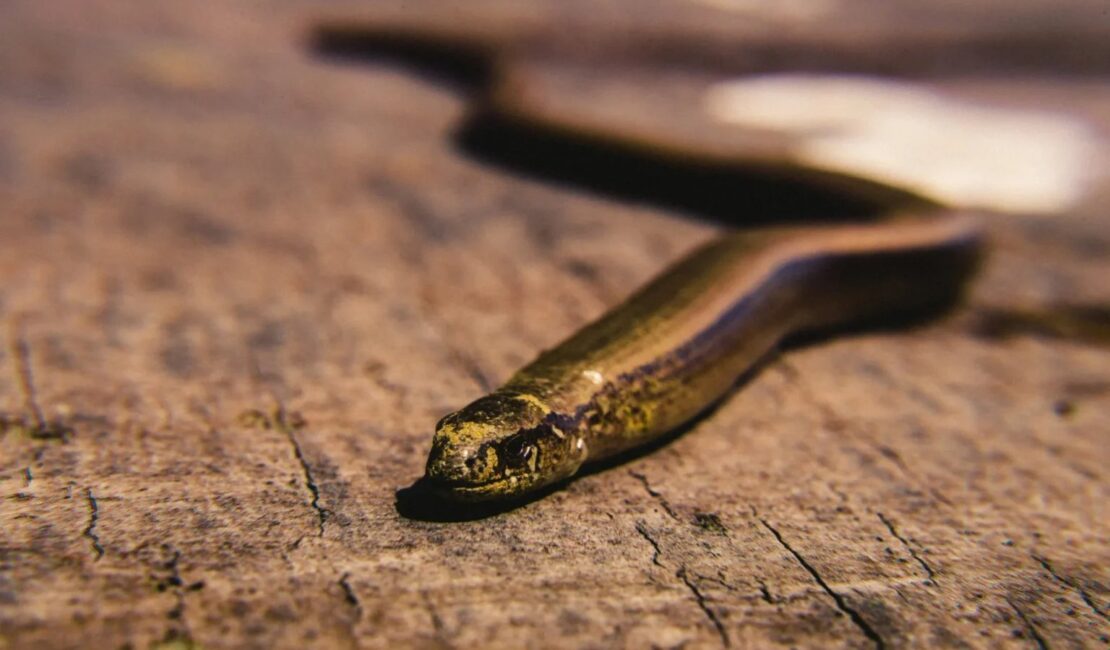 snake removal columbia sc