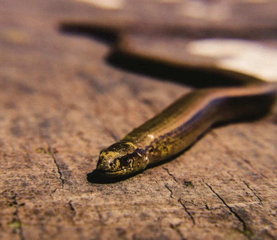 snake removal columbia sc