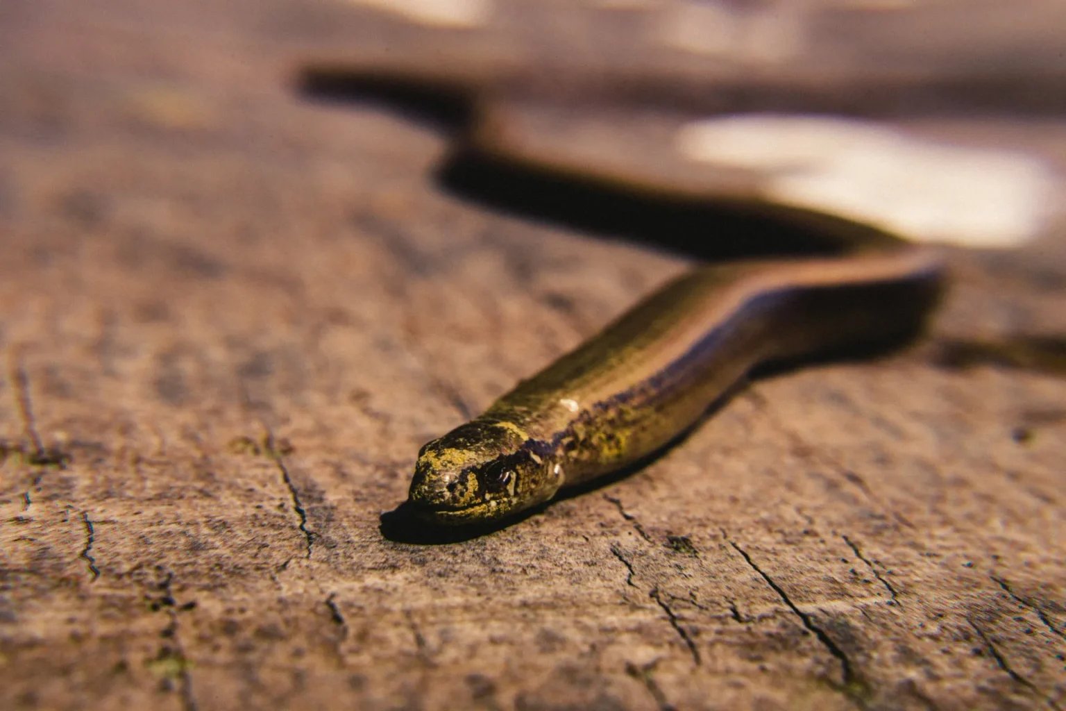 snake removal columbia sc