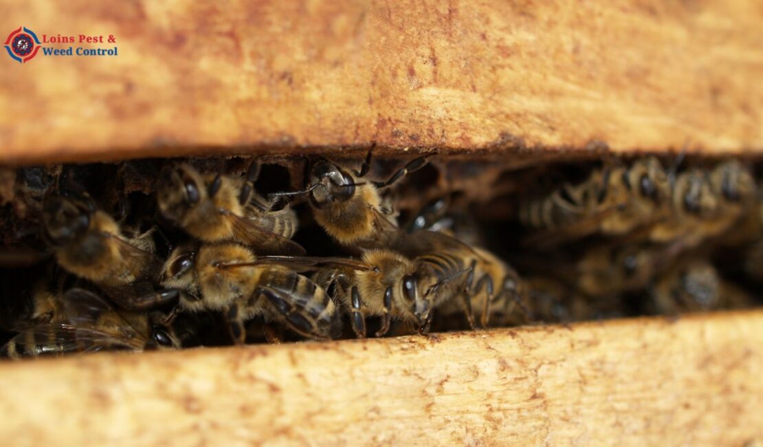 Bee Control Service in perth