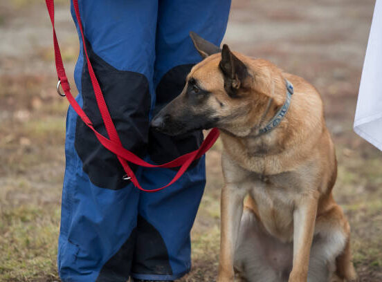 Essential Skills Required for a Successful K9 Fire Investigation Team