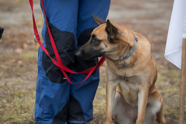 Essential Skills Required for a Successful K9 Fire Investigation Team