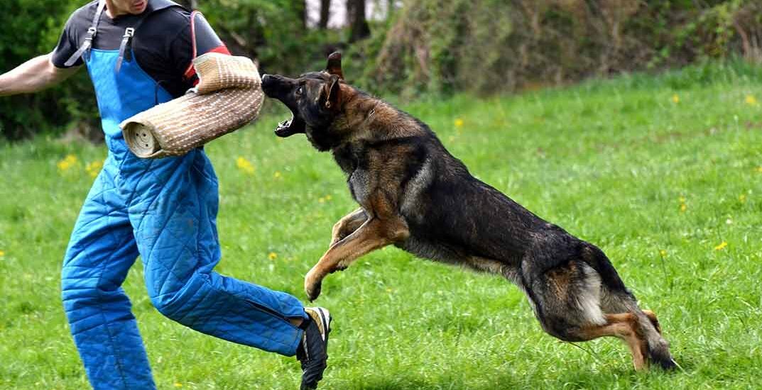 Lone Worker Dog Bite Prevention