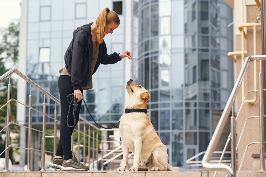 How to Stop Your Dog from Jumping on Guests Training Tips for a Calm Dog