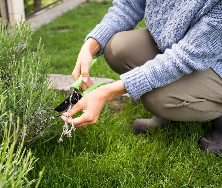 How to Maintain a Weed-Free Garden Year-Round