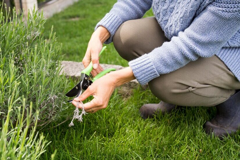 How to Maintain a Weed-Free Garden Year-Round