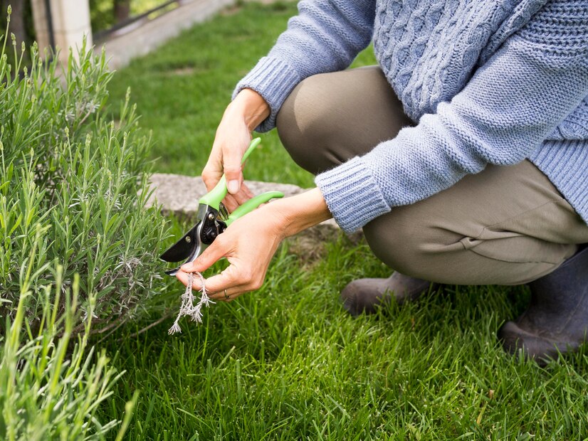 How to Maintain a Weed-Free Garden Year-Round