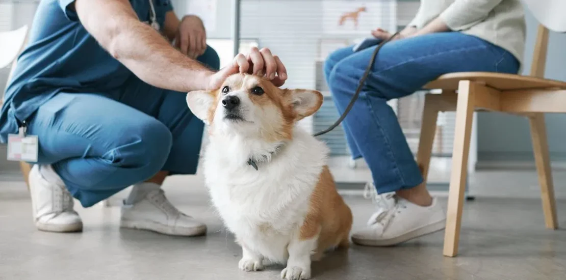 Dog Insurance Plan