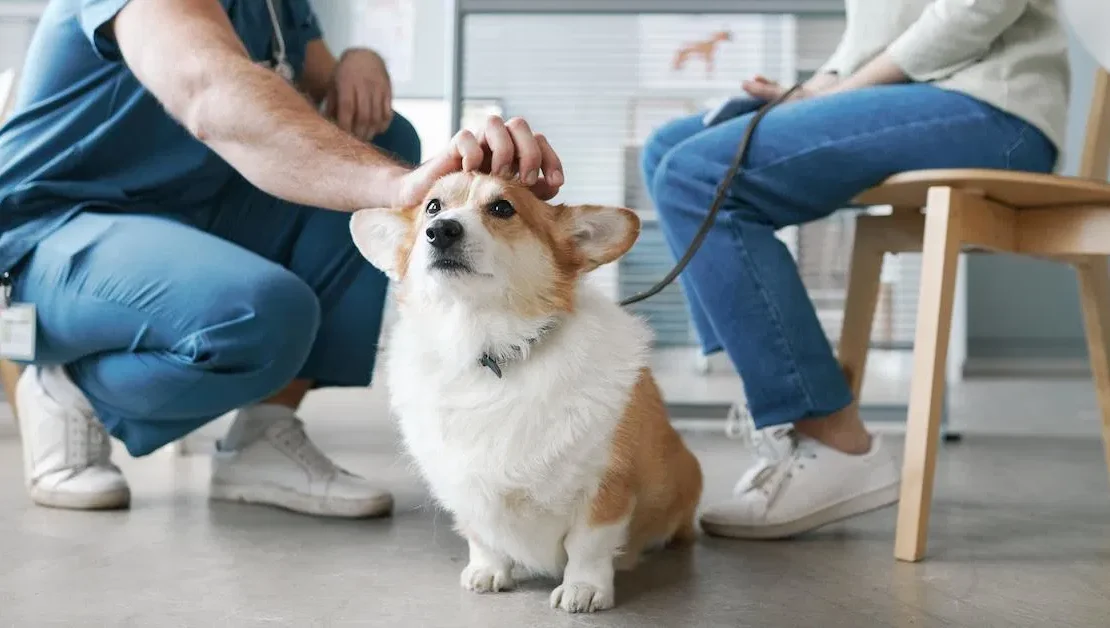 Dog Insurance Plan