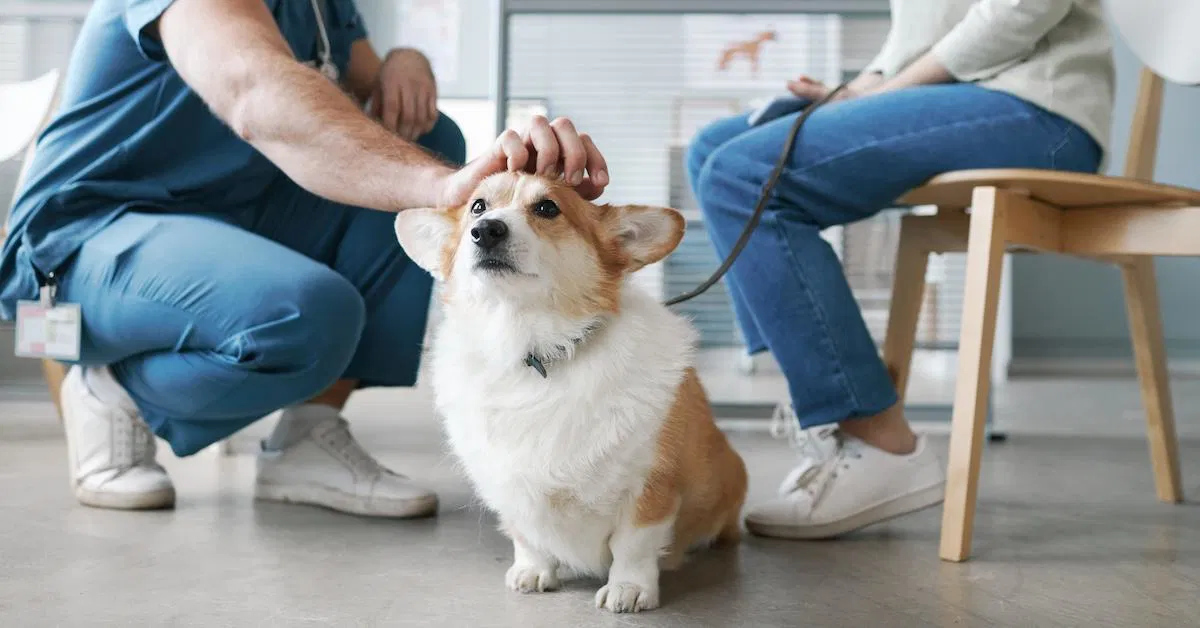 Dog Insurance Plan