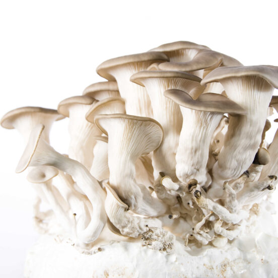 Mushroom Cultures for Sale