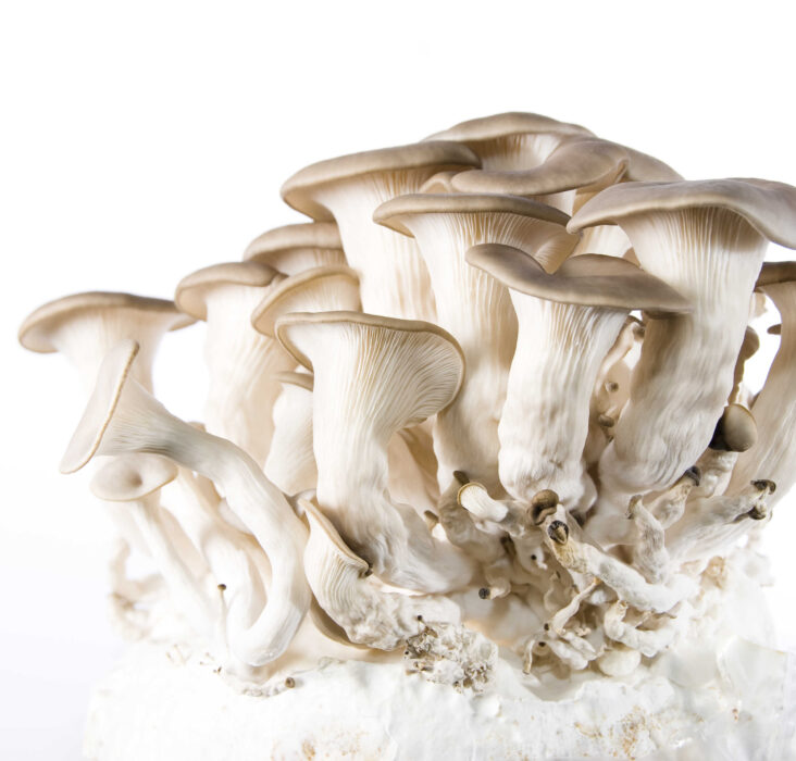 Mushroom Cultures for Sale