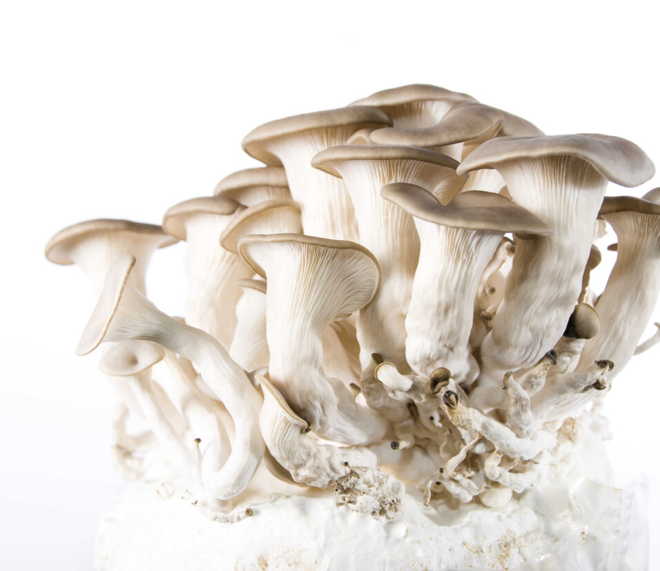 Mushroom Cultures for Sale