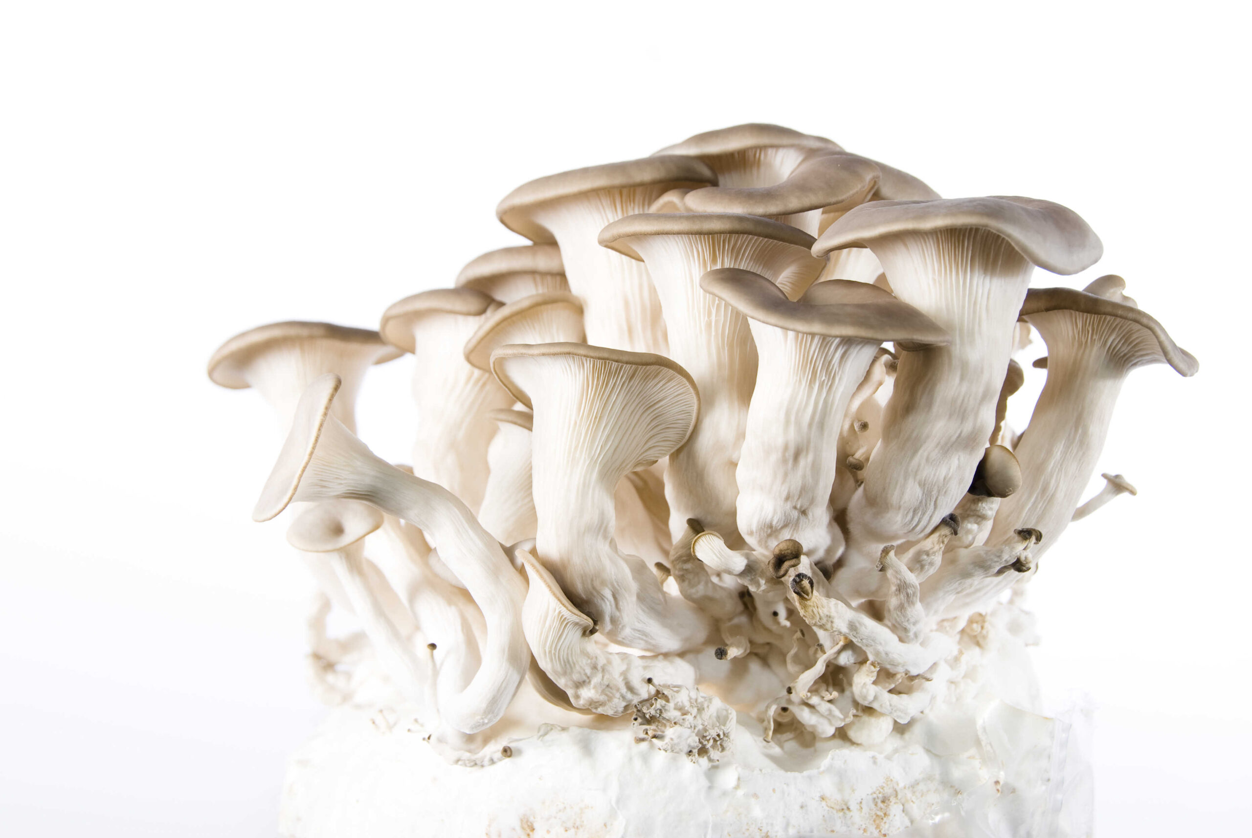 Mushroom Cultures for Sale