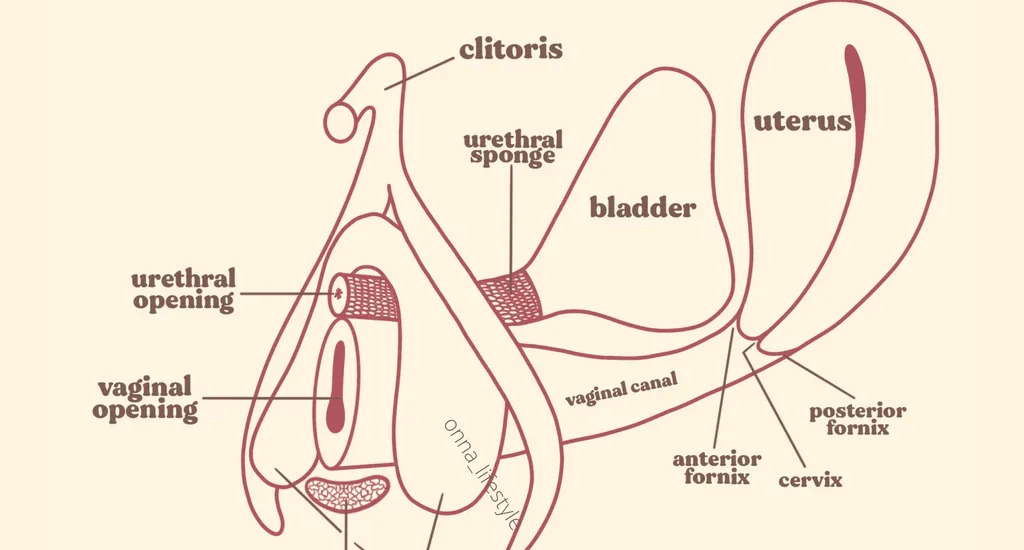 Cervix orgasms
