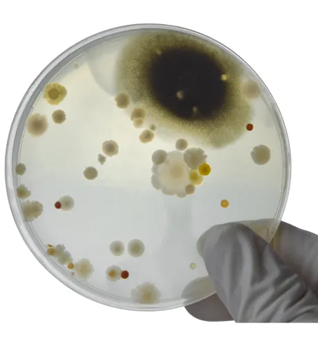 Mold Testing in Los Angeles