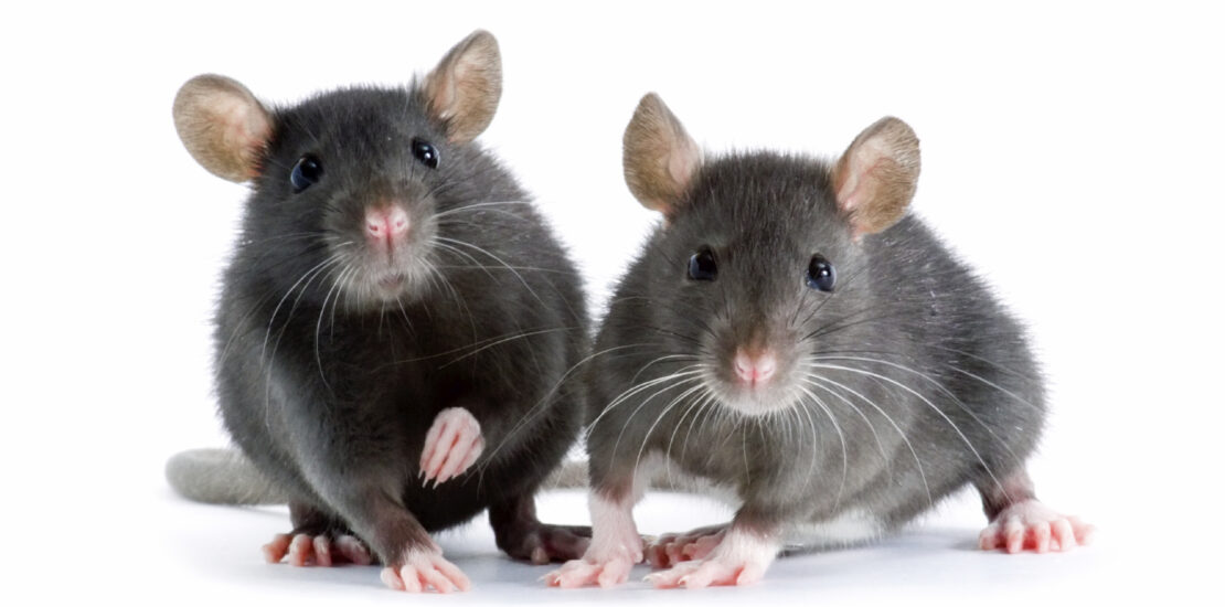 Rat Control Surrey