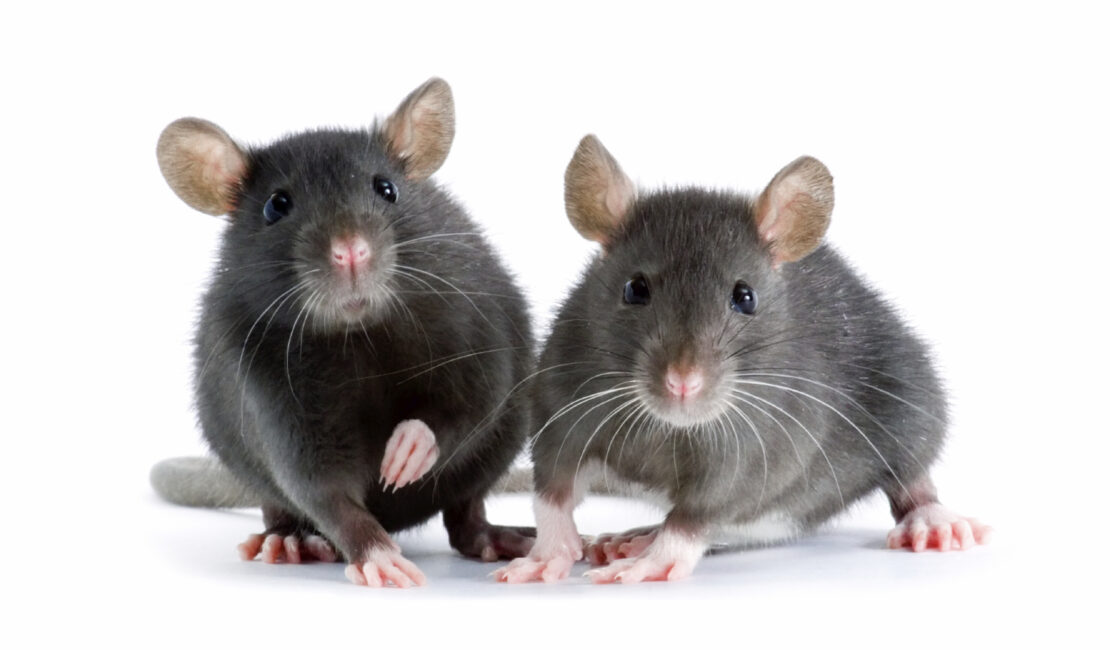 Rat Control Surrey