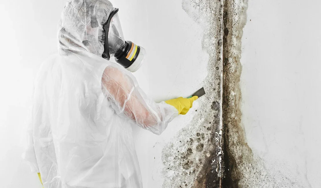 Mold Removal Near Me in Toccoa GA