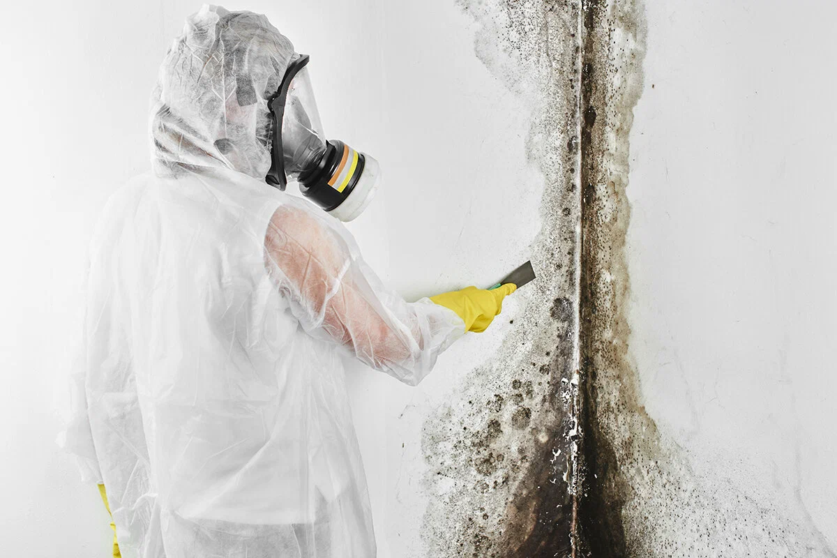 Mold Removal Near Me in Toccoa GA