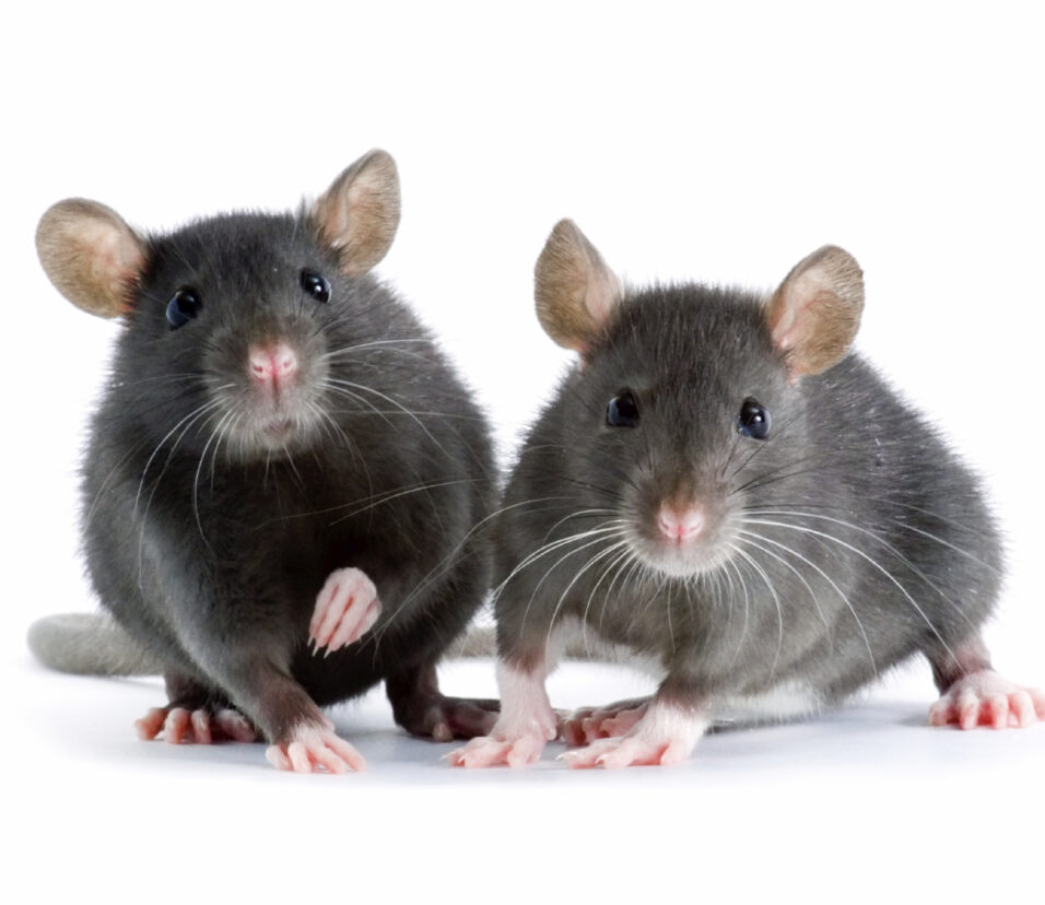 Rat Control Abbotsford