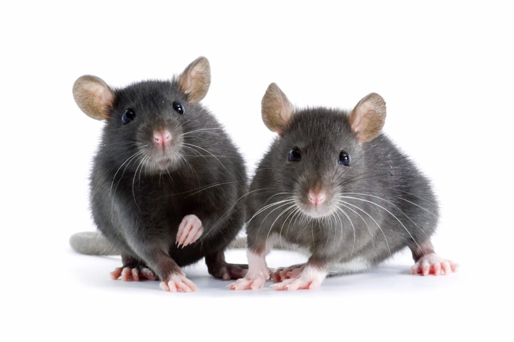 Rat Control Abbotsford