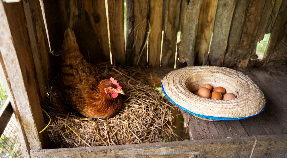 Small Chicken coop