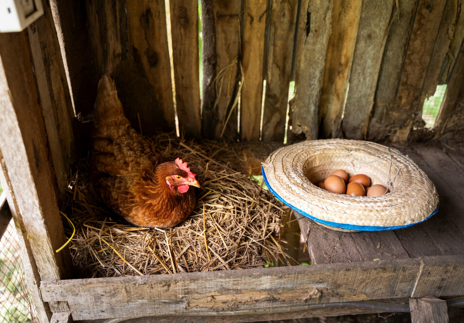 Small Chicken coop
