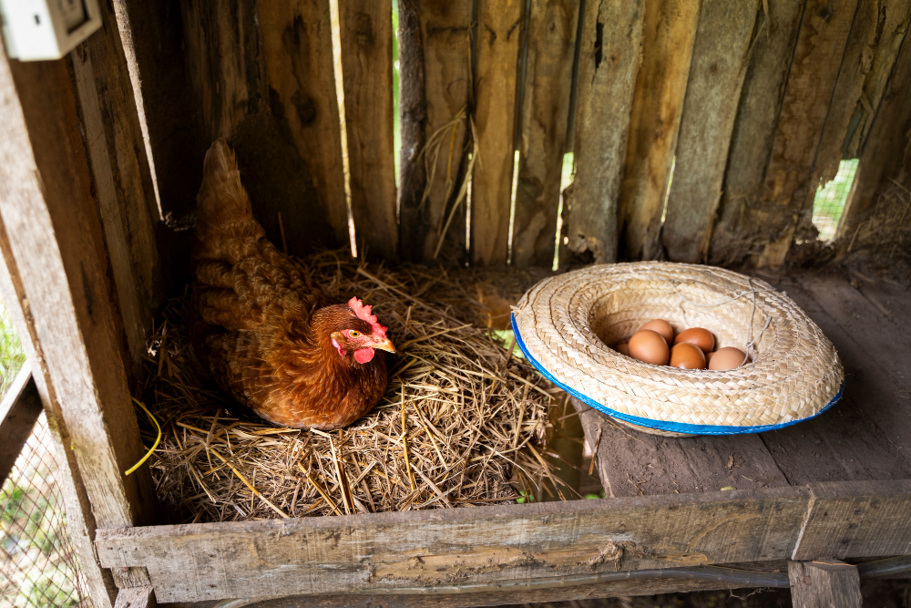 Small Chicken coop
