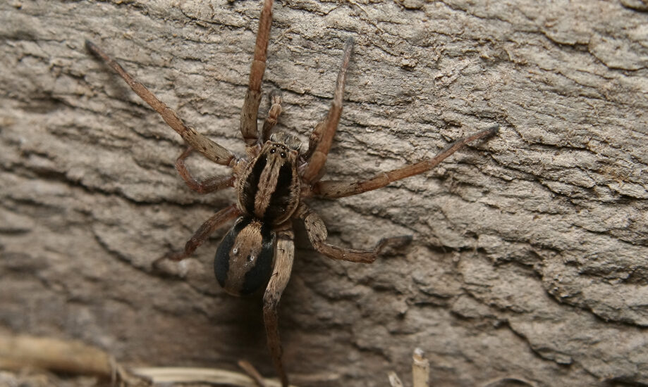 Pest Control Abbotsford