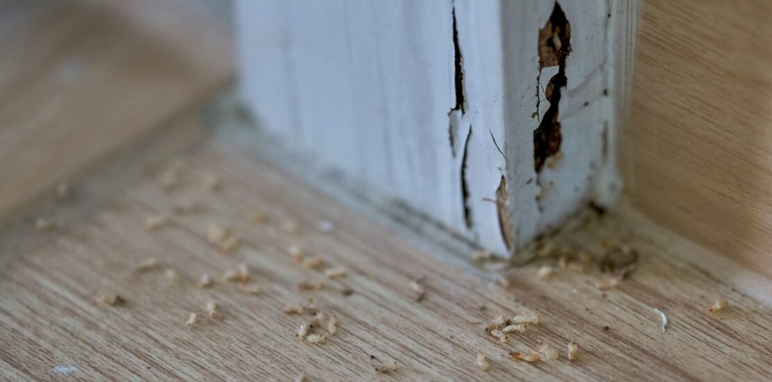 Termite Inspection Atlanta