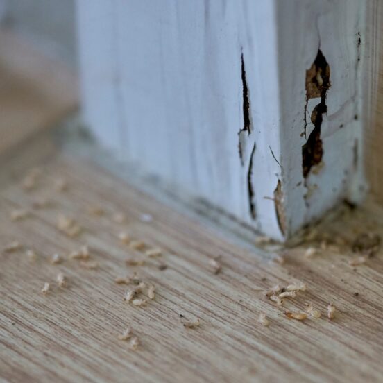 Termite Inspection Atlanta